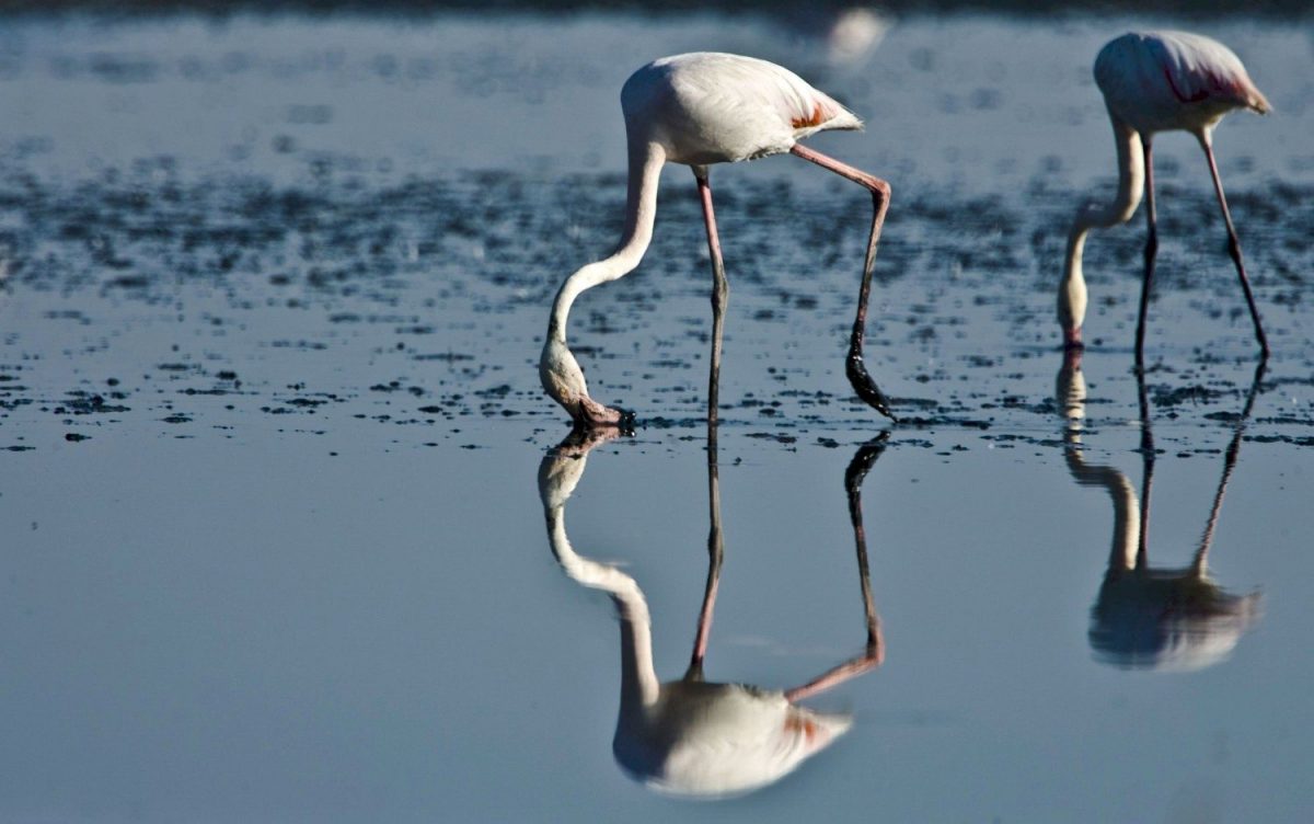 La Laguna de Fuente de Piedra (Málaga) está prácticamente seca y se muestra como un "desierto salino".EFE/Jorge Zapata