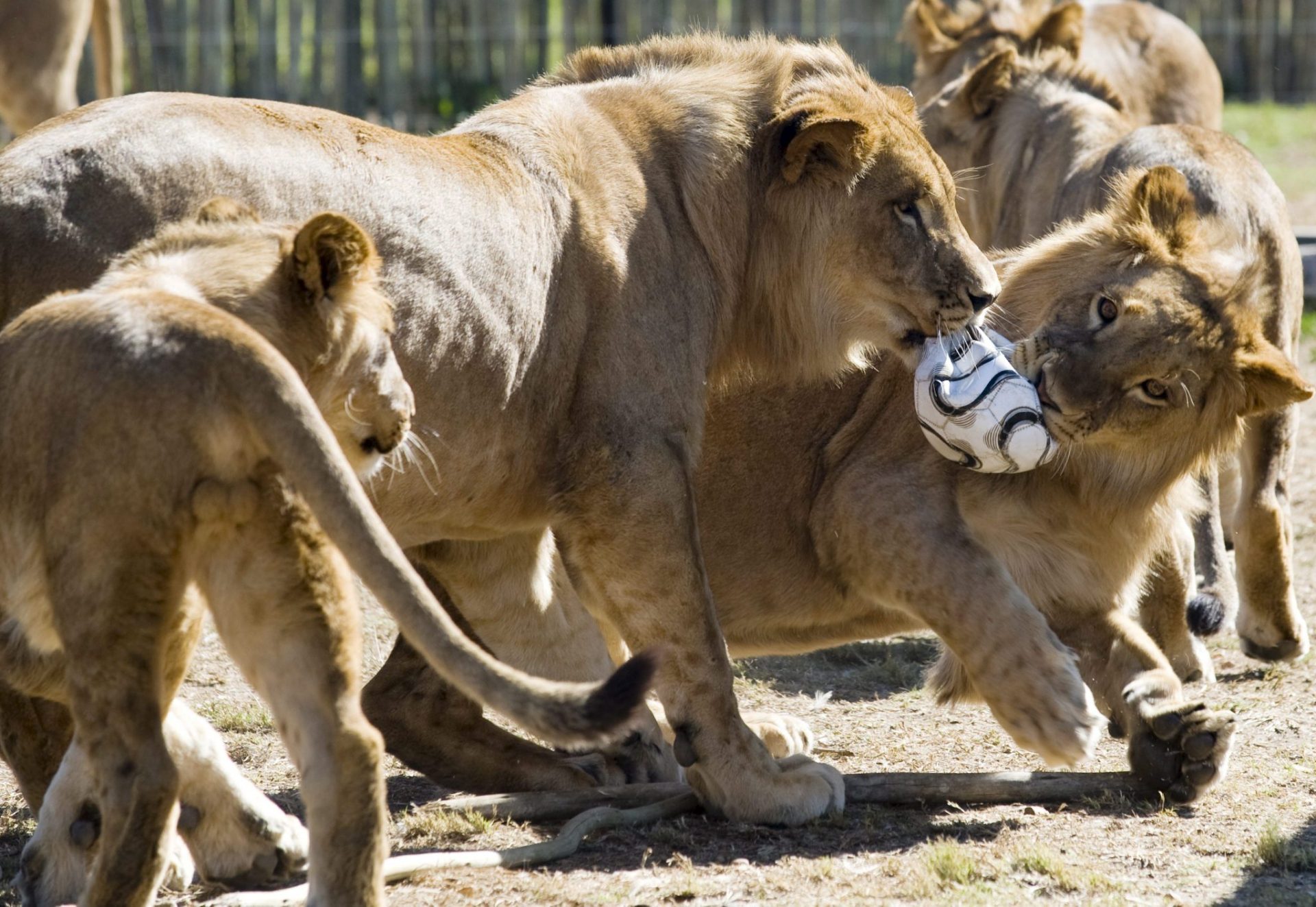 La población de leones en África se estima en  ejemplares - EFEverde