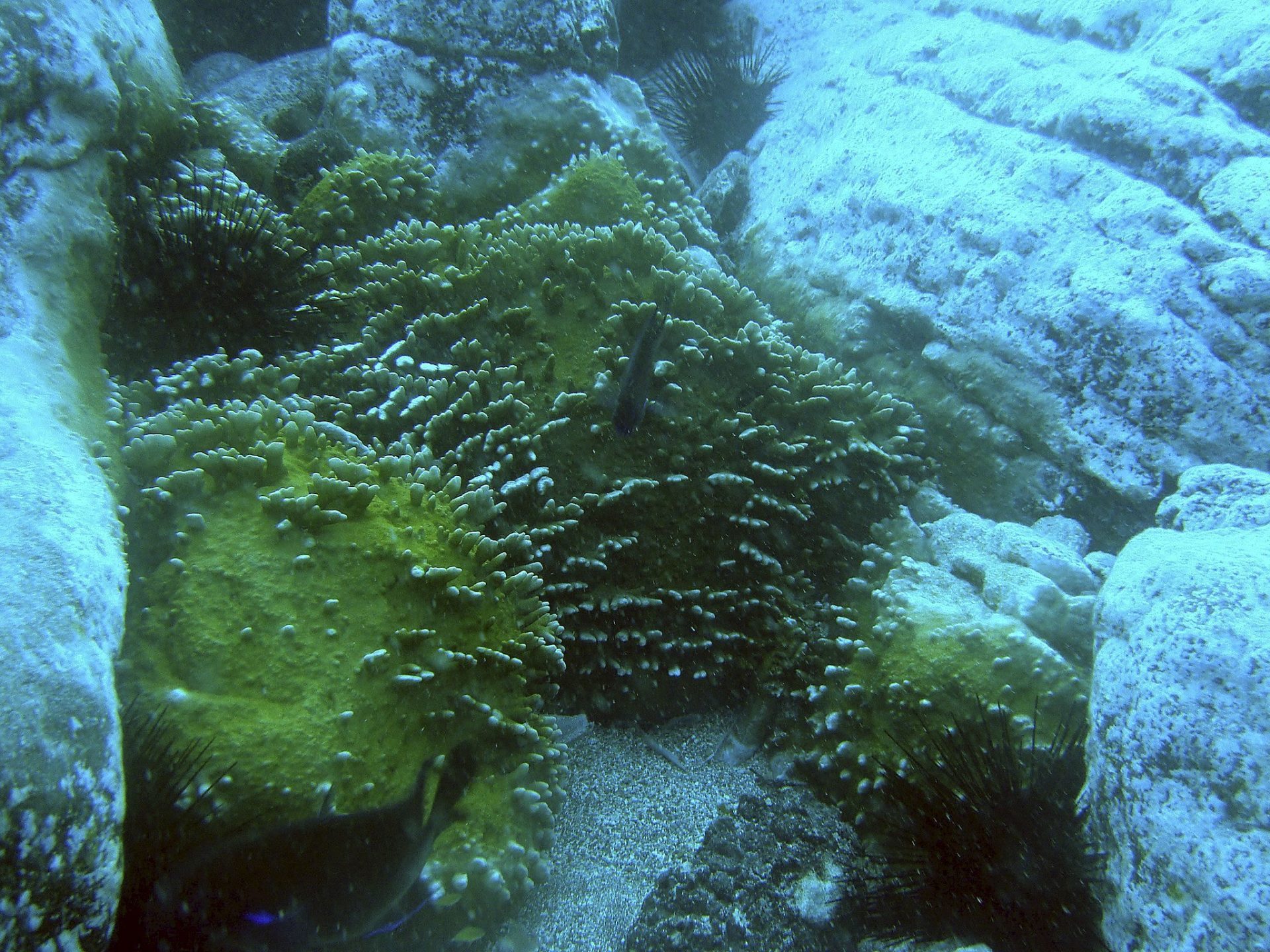 Fotografía del coral tropical cedida por el equipo de científicos que lo ha descubierto en aguas de la costa de Tenerife. Dicho coral tenía hasta el momento su máximo ámbito de expansión en Cabo Verde. EFE