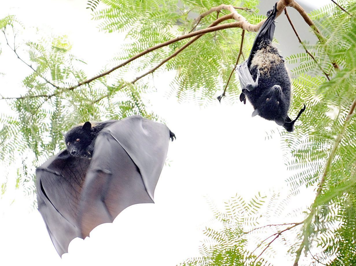 Dos ejemplares de murciélago del tipo zorro volador, llamado así por su morro parecido al de estos animales. EFE/WALTER BIERI