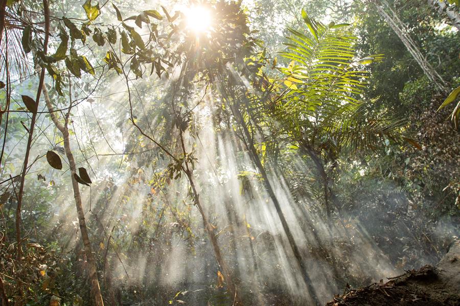 observatorio amazonía