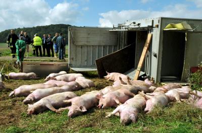 Cadáveres de cerdos. Foto de archivo. EFE/EPA/DPA