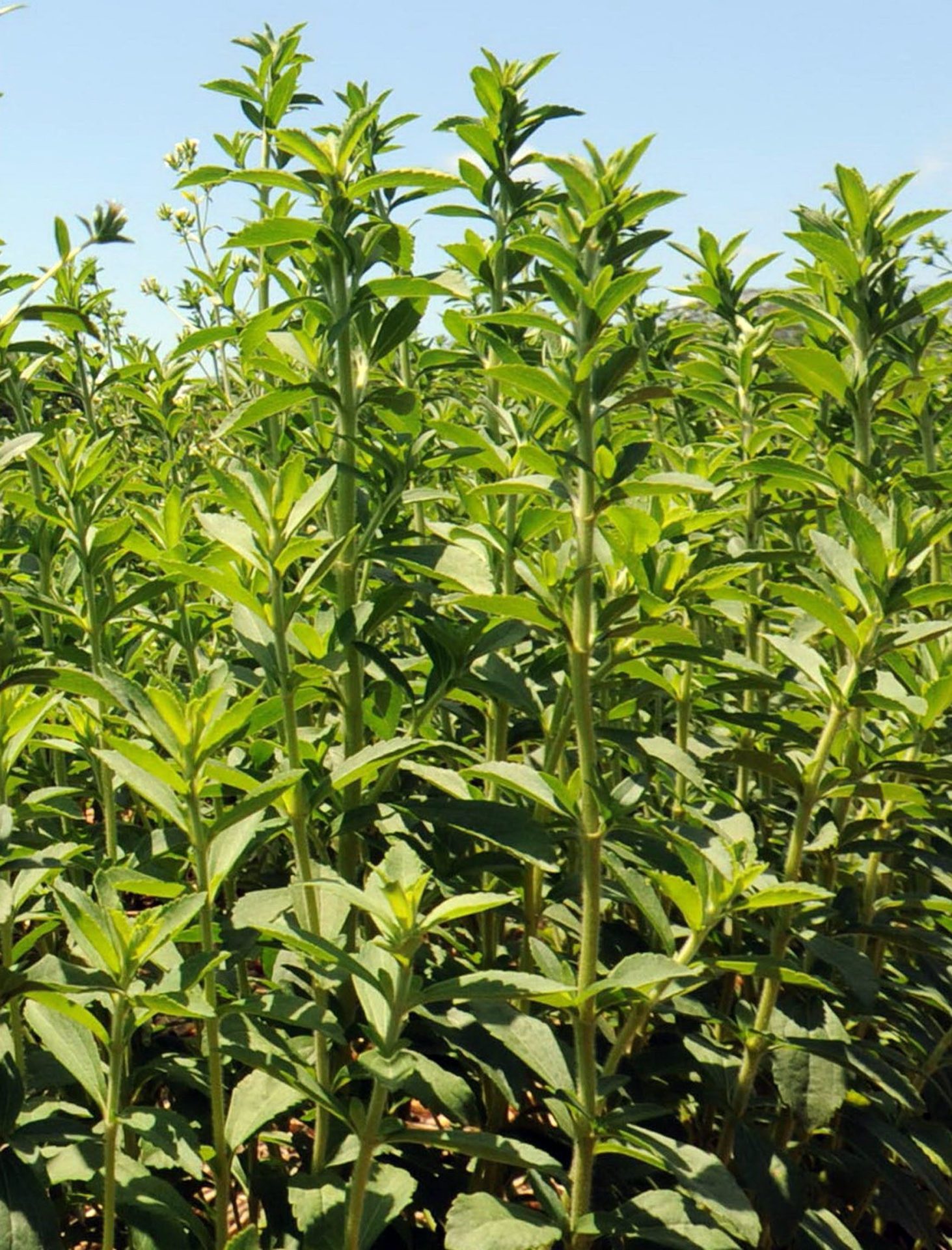 Existen diversas especies de la planta del stevia, conocida en Paraguay como "hierba dulce", o "Ka'a he'e" en lengua guaraní. AFP PHOTO Norberto Duarte