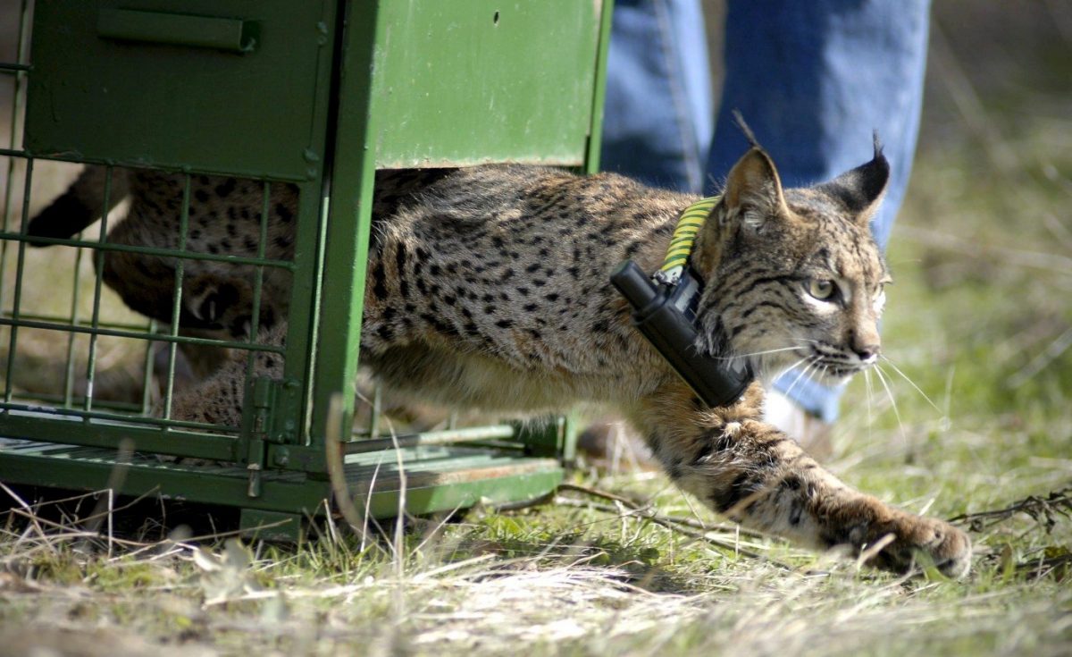 Imagen de archivo de un ejemplar dentro del programa Life+IBERLINCE. EFE/José Pedrosa