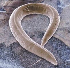 nematodo