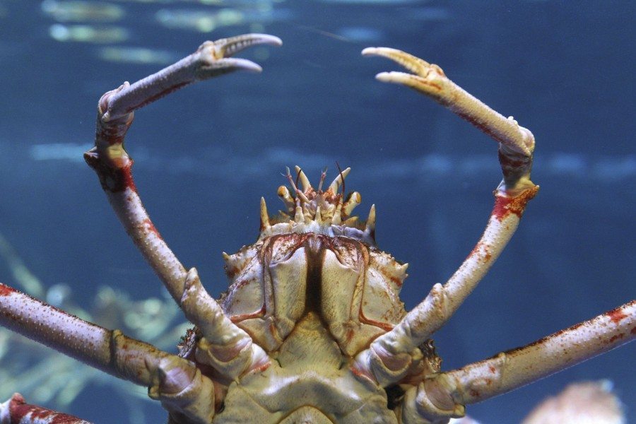 Imagen de archivo de un crustáceo. EFE/ULRICH PERREY