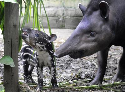 Recurso de archivo de un tapir. EFE/LUIS EDUARDO NORIEGA