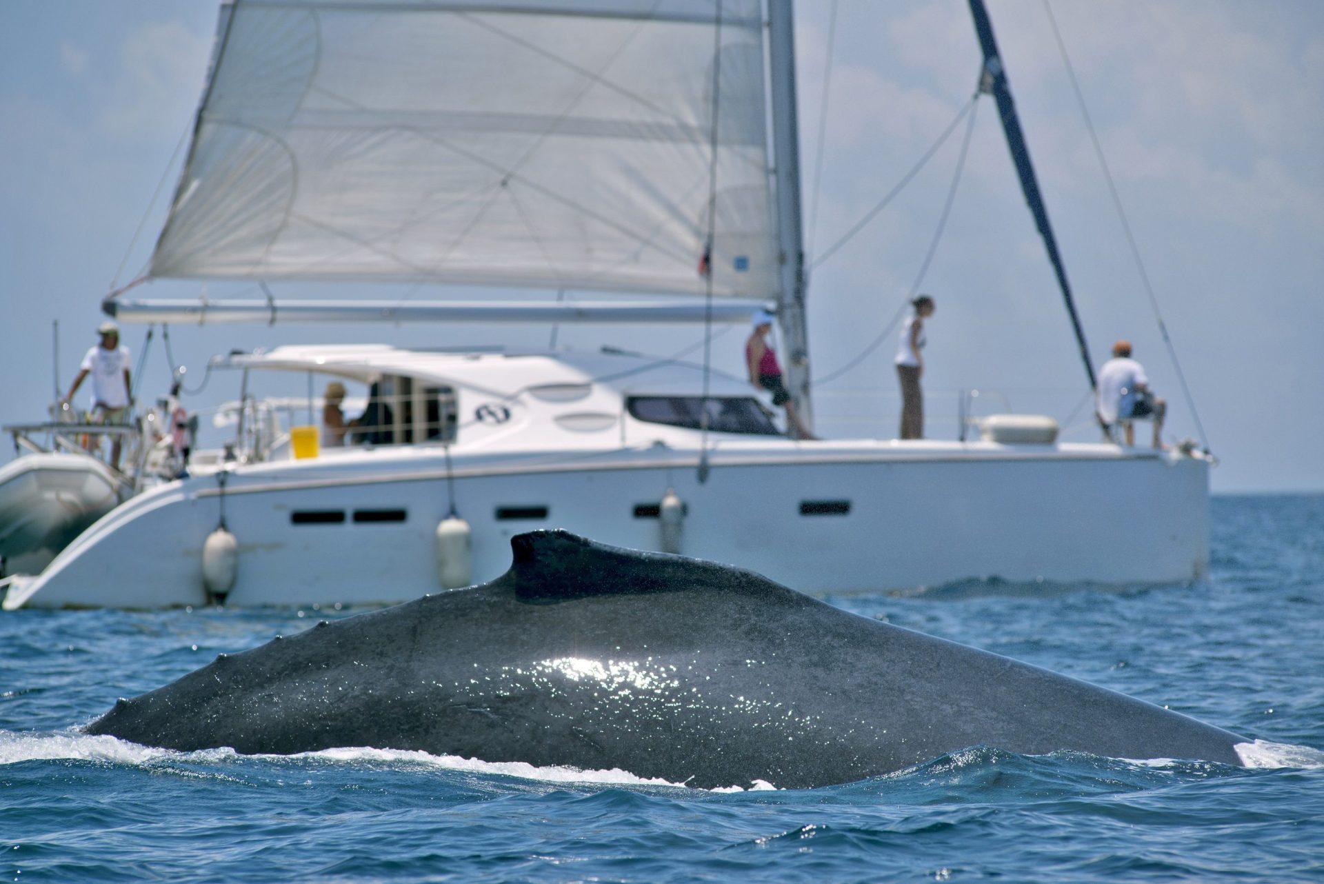 Entre julio y septiembre decenas de visitantes se dan cita para disfrutar del deslumbrante espectáculo de avistamiento de ballenas en Panamá. EFE/Alejandro Balaguer