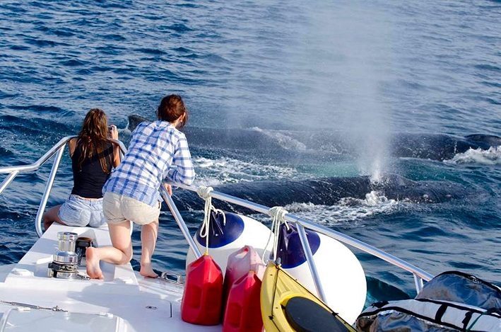 El avistamiento de ballenas es una actividad que moviliza más de 15 millones de turistas y genera más de un billón y medio de dólares anuales. EFE/ALEJANDRO BALAGUER.