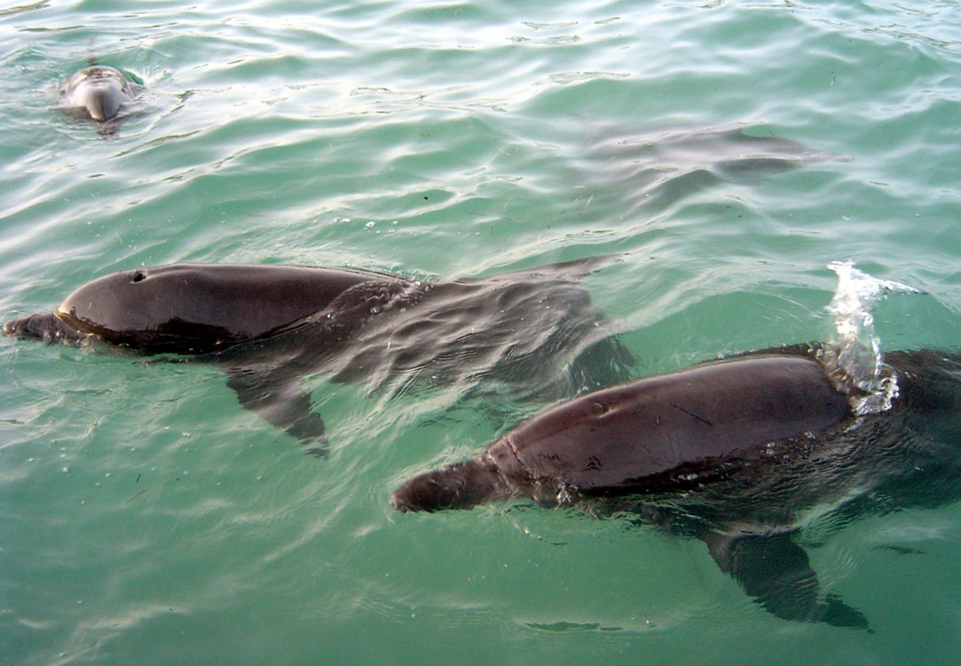 Algunos delfines prefieren permanecer cerca de algunos de sus congéneres y rehuyen el contacto con otros individuos, en un comportamiento de preferencia y evitación, similar al humano, según investigadores del Instituto Oceanográfico Harbor Branch (HBOI) en (EEUU. EFE/Elizabeth Ruiz 