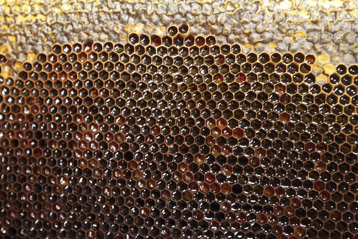 Un panal de miel de encina. EFE/Carlos García 
