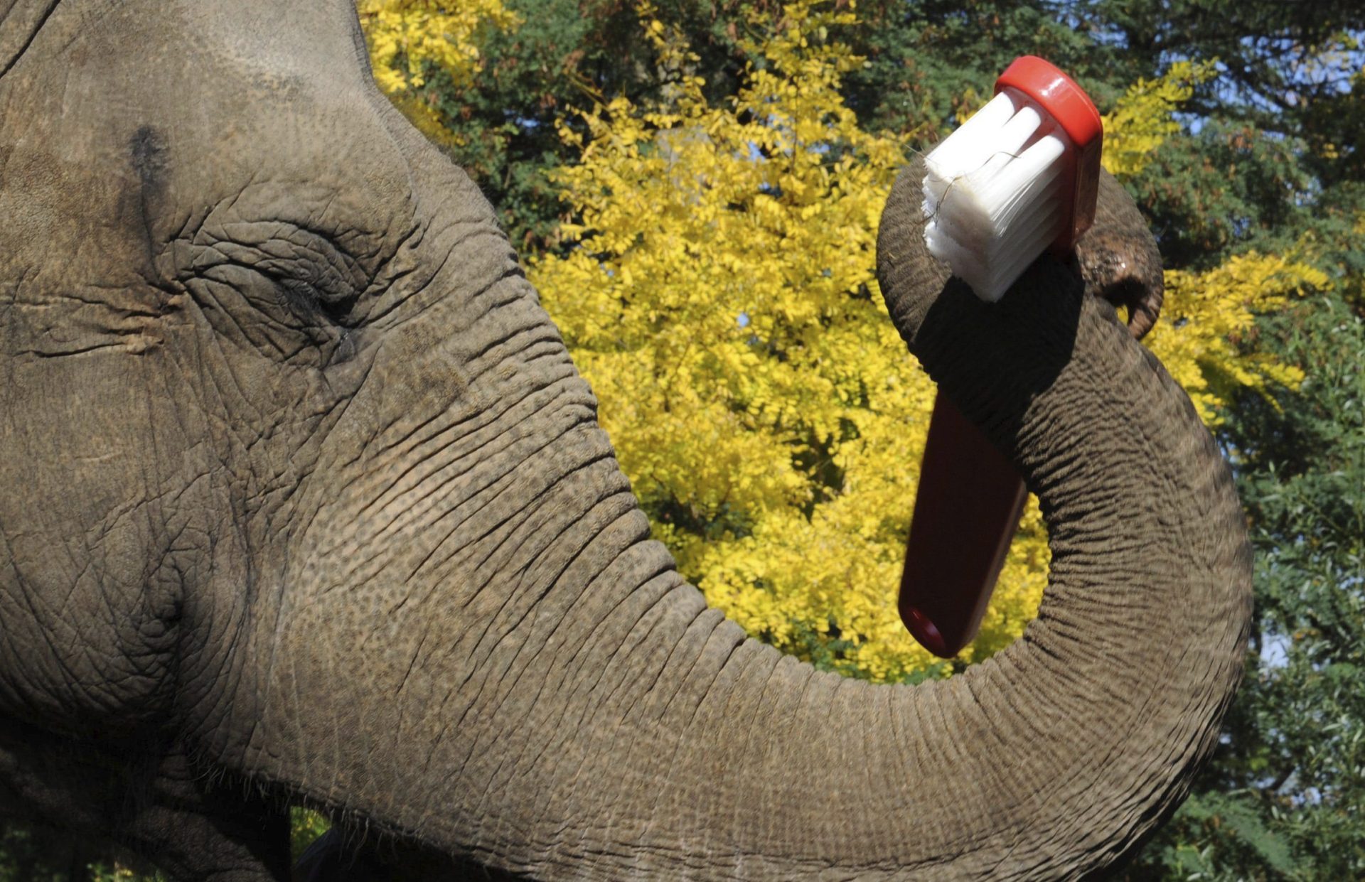 LIMPIEZA DE DIENTES EN EL ZOO