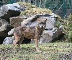 LOBOS.- Foto facilitada por Molló Parc de uno de los dos ejemplares machos de lobo ibérico, de 3 años de edad, que han sido criados en el Centro de Naturaleza de Cañada Real (Madrid) . EFE ×××SOLO USO EDITORIAL×××