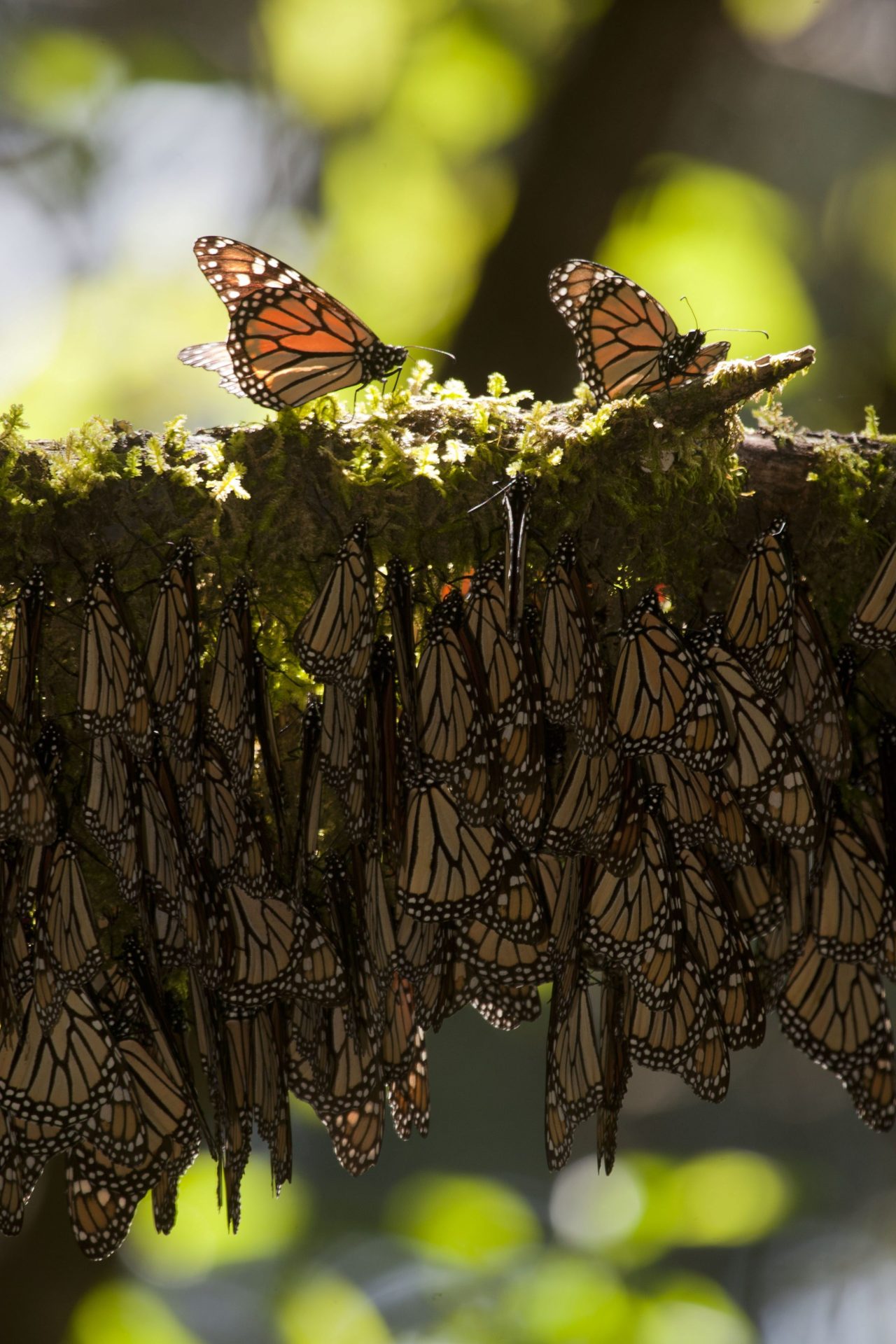 Mariposas monarca hibernan en la rama de un árbol en los bosques del santuario Piedra Herrada Temascaltepec (México). EFE/Mario Vázquez de la Torre
