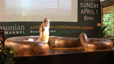 Vista de una réplica en tamaño real de la serpiente más grande del mundo, la Titanoboa, que invadió hoy, viernes 23 de marzo de 2012, con sus más de catorce metros y medio de largo la emblemática estación Grand Central de Nueva York (EEUU), donde pasajeros y curiosos pueden acercarse a un reptil que vivió en Colombia hace 65 millones de años. EFE/Marta Quintín