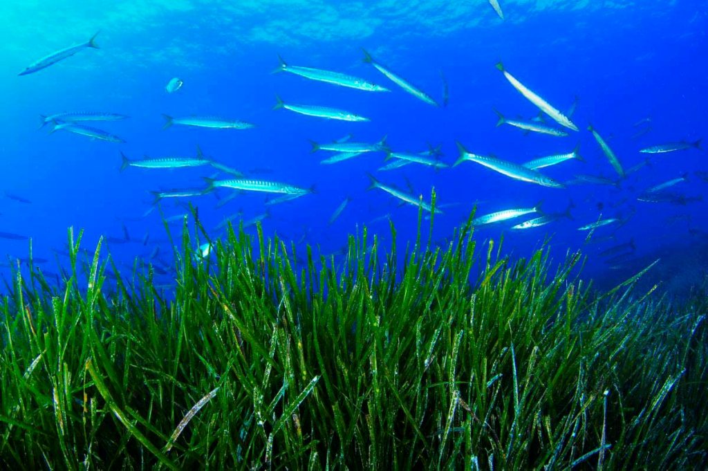 posidonia
