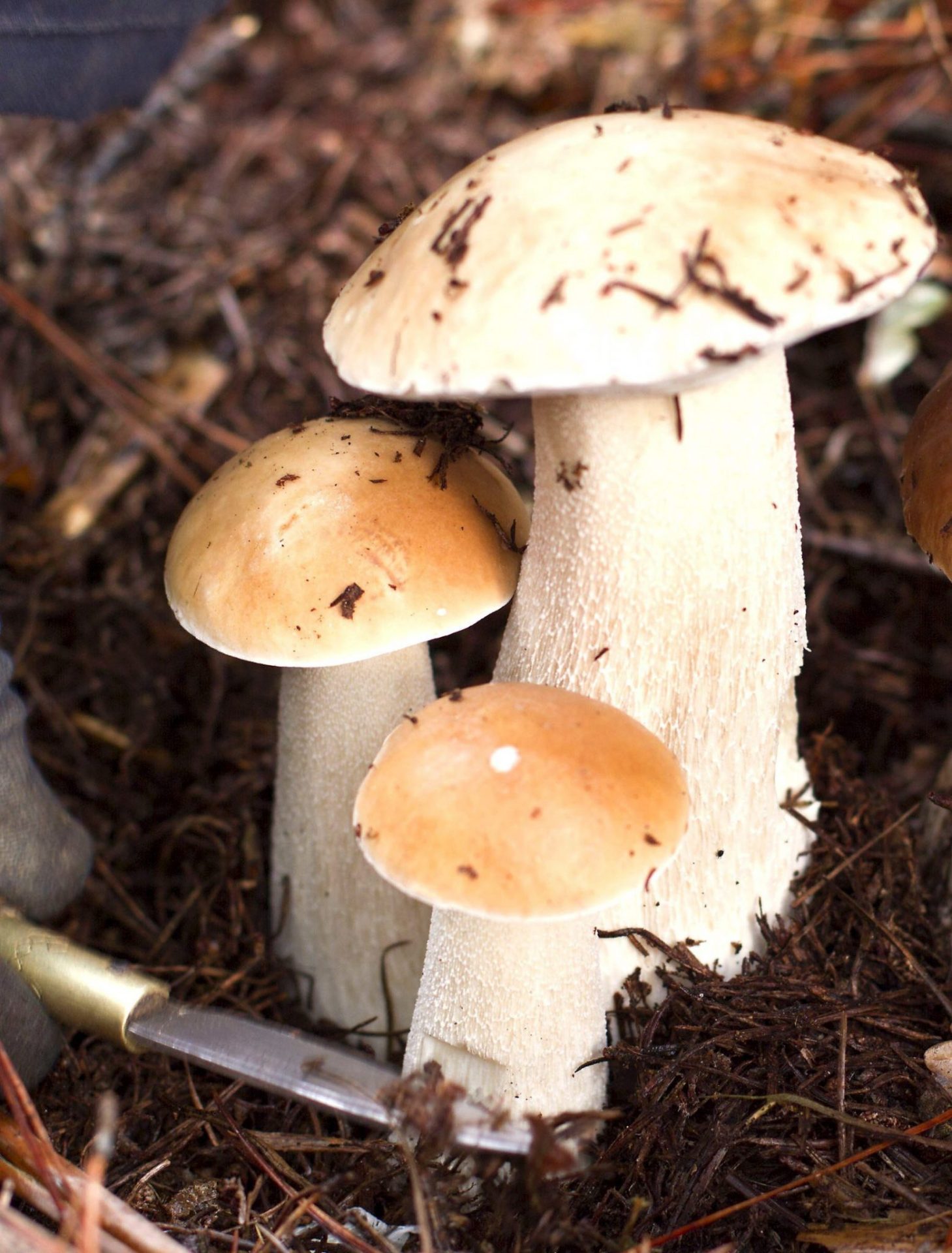 Imagen de archivo de un boletus. Foto: EFE/Eliseo Trigo