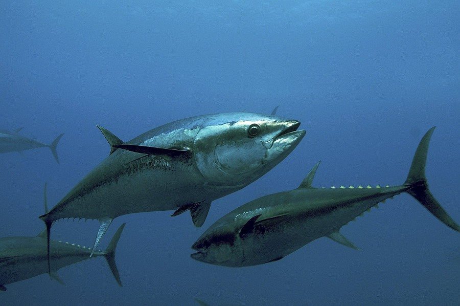 Varios ejemplares de atún rojo. Fotografía facilitada por PEW Environment. Archivo. EFE