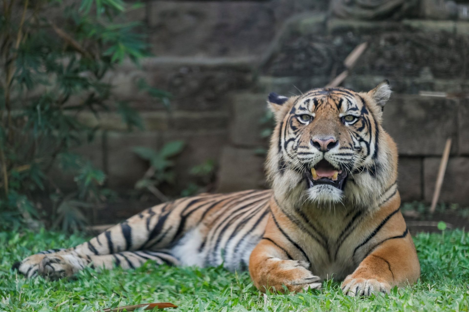 tigres salvajes