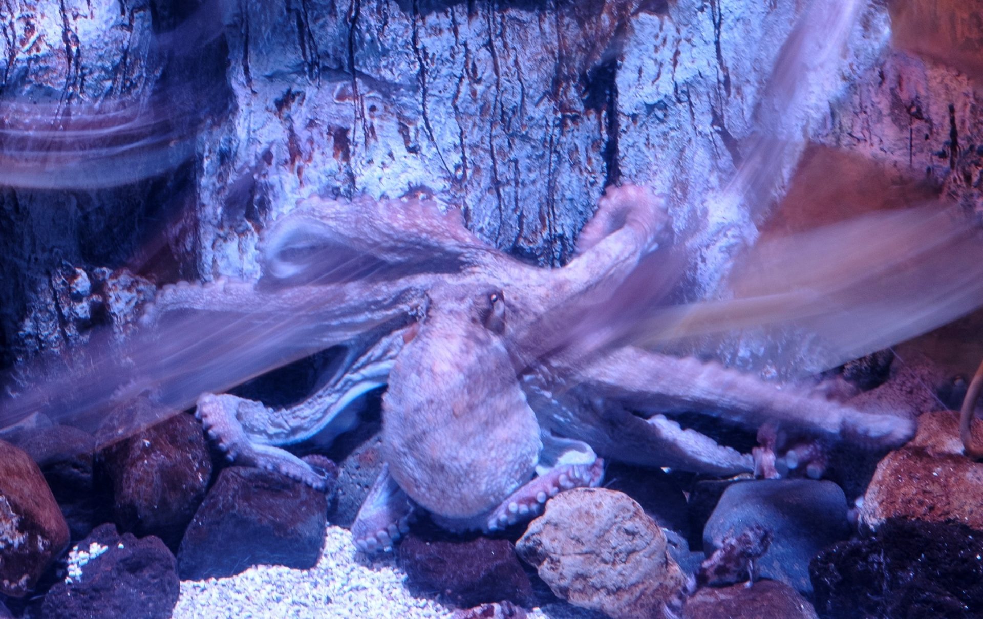 pulpo
