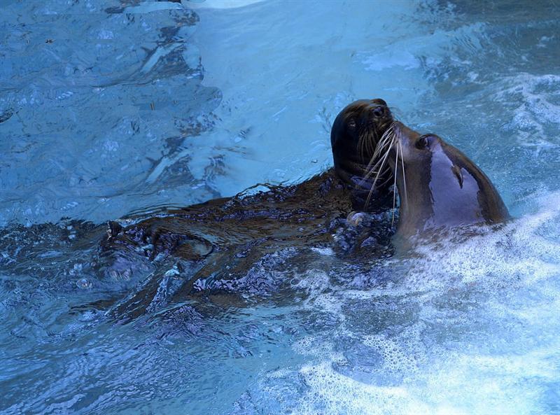 Fotografía facilitada por Loro Parque de la madre y la cría de león marino de California de 9 kilogramos de peso que ha nacido en las instalaciones del zoológico de Tenerife. EFEverde