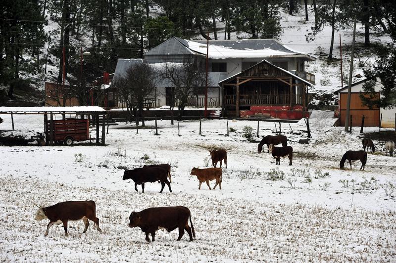 Vacas pastorean en Saltillo, en el estado de Coahuila (México), después de una nevada en las montañas.