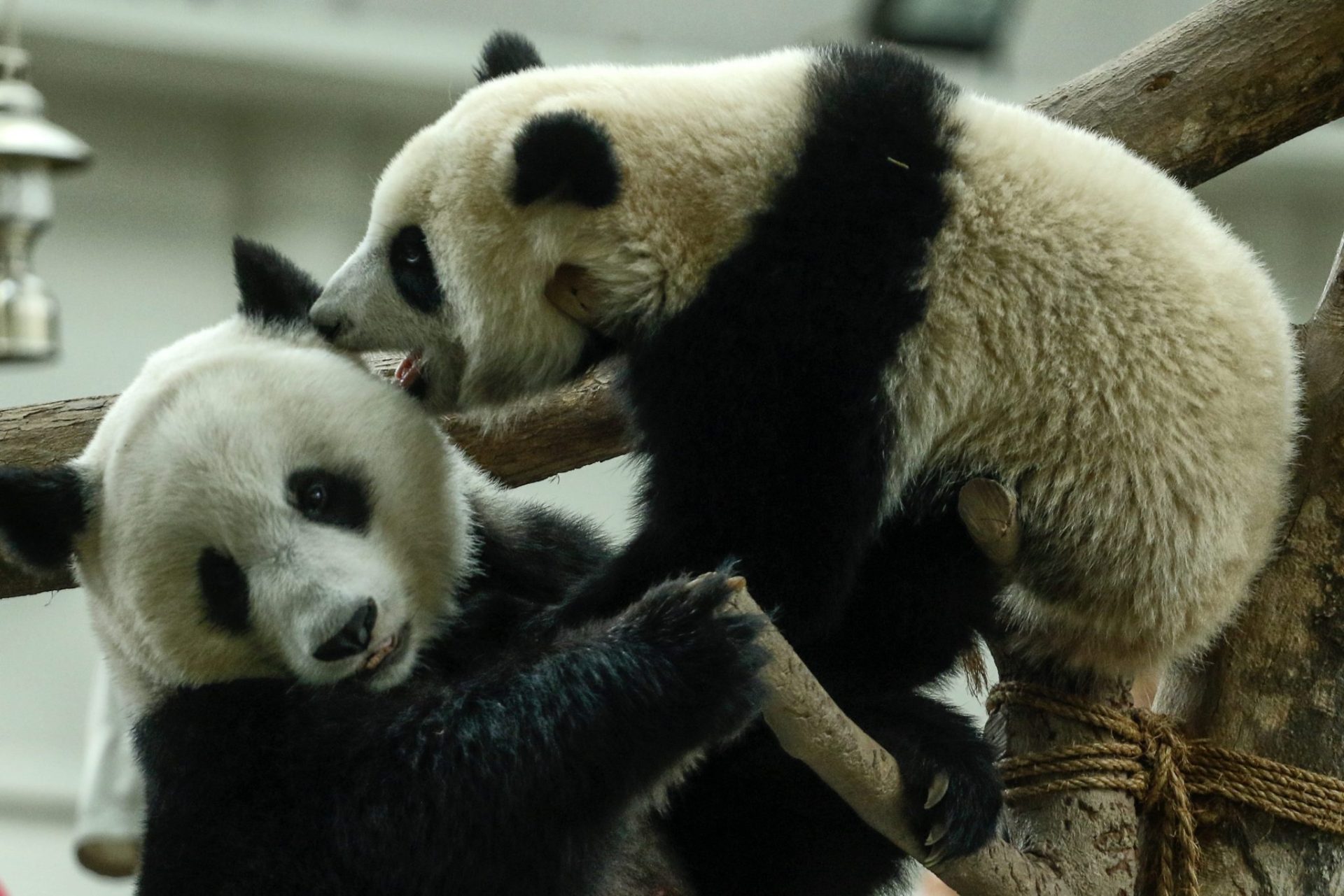 La panda Liang Liang (izq) juega con su cría Nuan Nuan, durante las celebraciones por el décimo aniversario de Liang Liang en el Zoo de Kuala Lumpur (Malasia) hoy. EFE/Ahmad Yusni