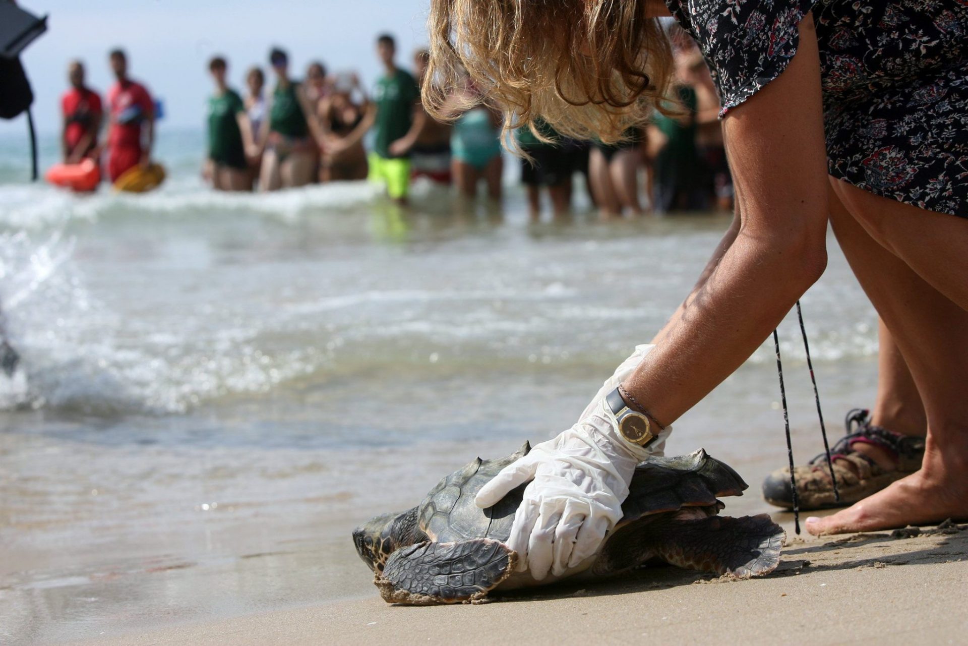 Biólogos de la Generalitat han devuelto hoy al mar tres tortugas bobas nacidas en la playa Llarga de Tarragona. EFE/Jaume Sellart