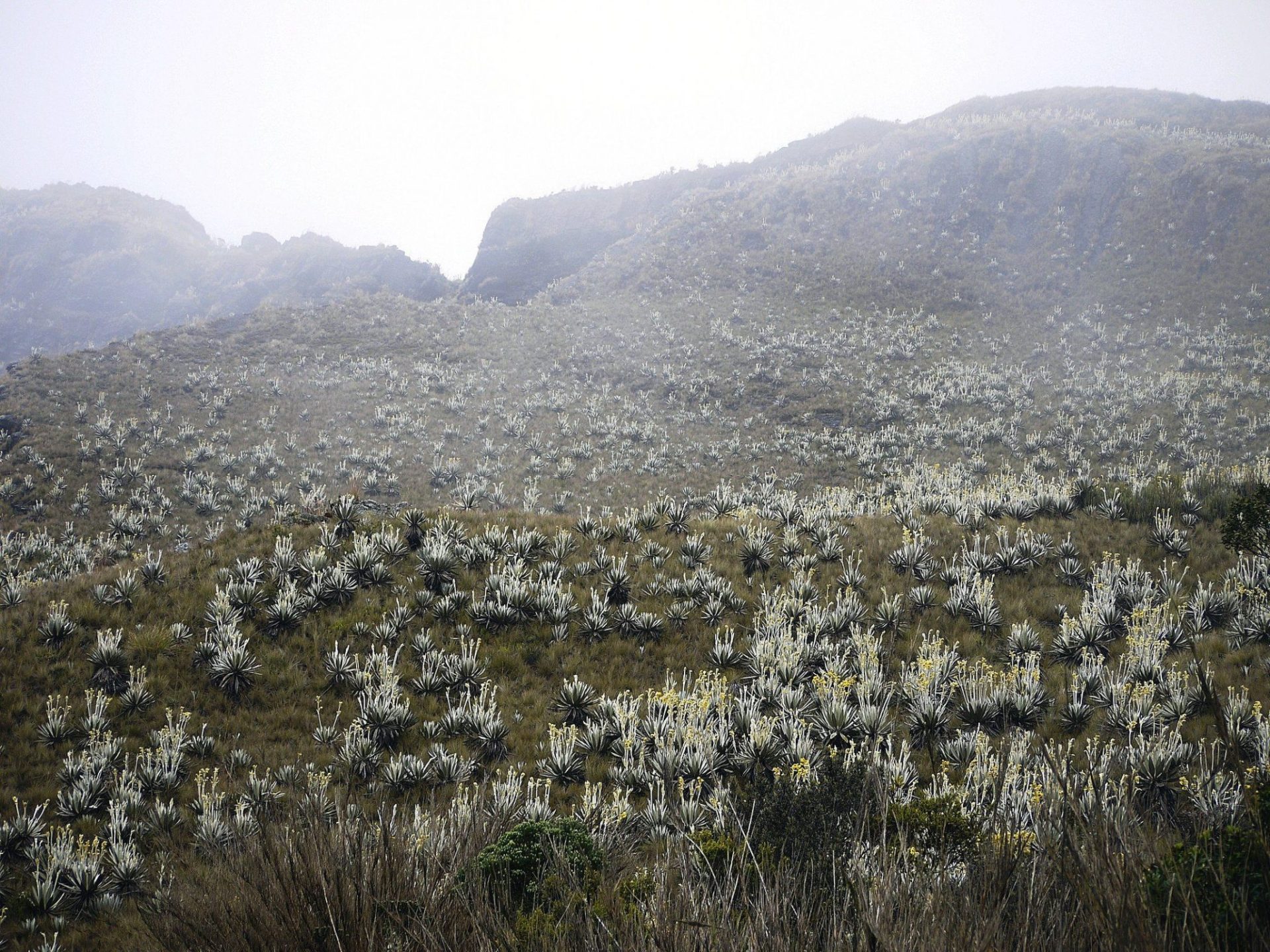 Fotografía facilitada por la Universidad James Cook de Australia del altiplano virgen en los Andes colombianos tomada el 17 de julio de 2011. EFE/William Laurance 