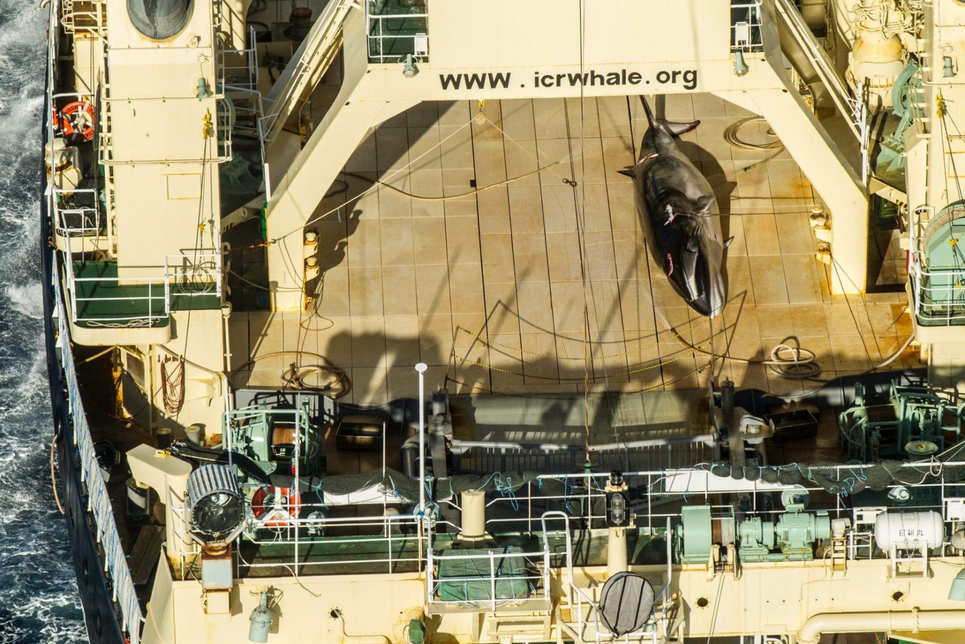. - (---), 15/01/2017.- A handout photo made available by activist group Sea Shepherd allegedly shows a dead Antarctic mink whale onboard the Japanese vessel Nisshin Maru in Antarctic waters in the Australian Whale Sanctury, 15 January 2017. According to the activist group, workers on the Japanese ship covered the whale with a blue tarp after being spotted. In 2014, the International Court of Justice (ICJ) in The Hague ruled tha Japan's antarctic whaling was illegal. (Japón) EFE/EPA/GLENN LOCKITCH / SEA SHEPHERD HANDOUT HANDOUT EDITORIAL USE ONLY/NO SALES