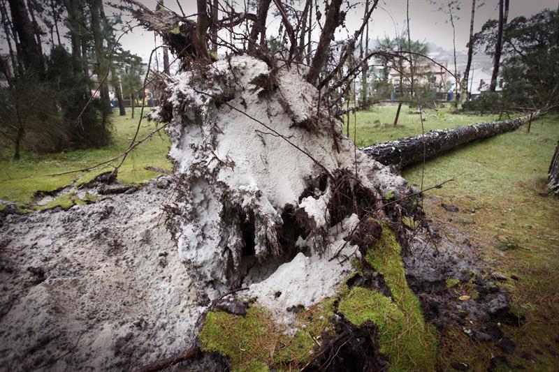 Galicia se encuentra todavía este sábado en un área de inestabilidad atmosférica, de forma que se esperan cielos nublados con chubascos generalizados, localmente tormentosos, mientras siguen las incidencias por el temporal, que esta noche afectó también al pinar de la playa de A Madalena, en el concello coruñés de Cabanas, derribando numerosos árboles. EFE/Cabalar