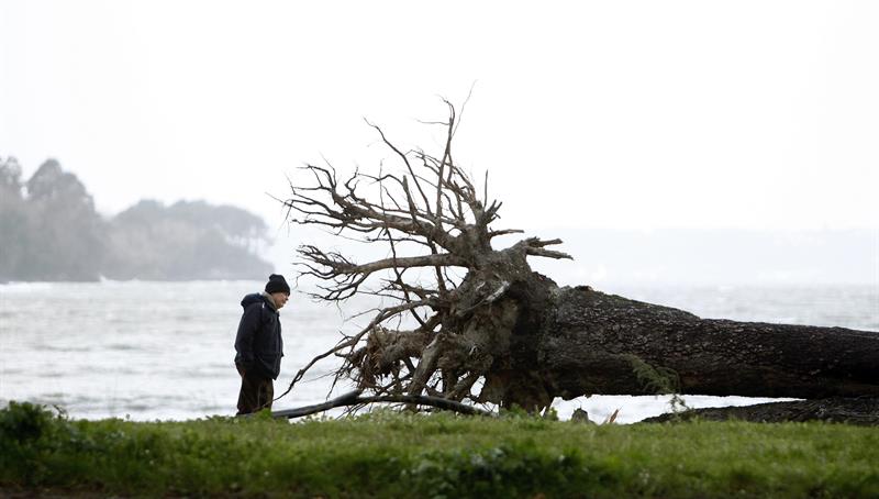Un hombre observa la raíz de un árbol que el viento derribó la pasada noche en el pinar del concello coruñés de Cabanas, en una jornada marcada en lo meteorológico por un nuevo temporal que mantiene activado el nivel de alerta naranja (riesgo importante) en todo el litoral gallego. EFE/ Cabalar
