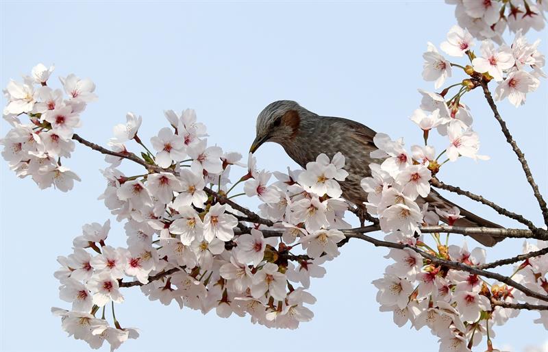 bulbul orejipardo