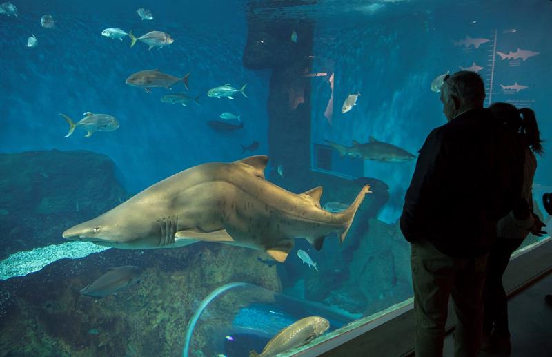 Visitantes contemplan un tiburón toro en el tanque principal del Acuario de Sevilla cuyos nuevos gestores, la empresa Global Omnium, ha presentado hoy su plan de trabajo que prevé la inversión de unos dos millones de euros en mejoras y ser el eje de la celebración del Año Magallanes en la capital hispalense. EFE/Julio Muñoz