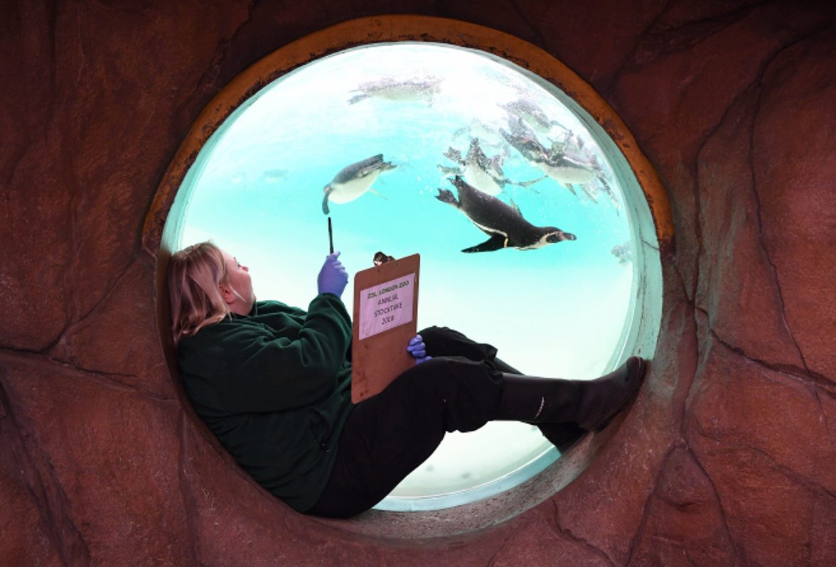 EL ZOO DE LONDRES REALIZA SU INVENTARIO ANUAL