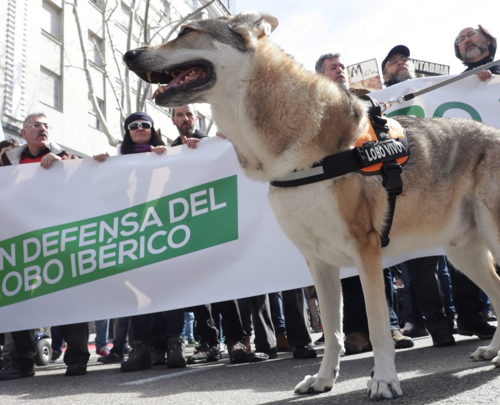 MANIFESTACIÓN Lobo Madrid