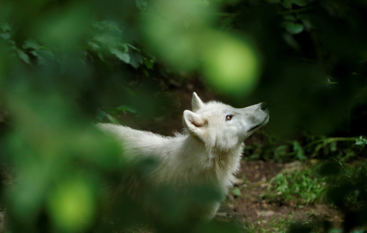 Lobos en Francia