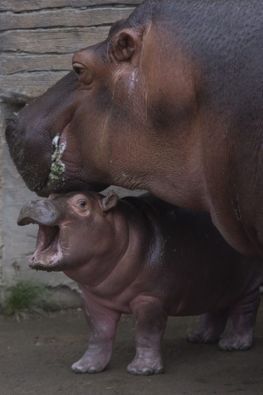 Cría de hipopótamo2