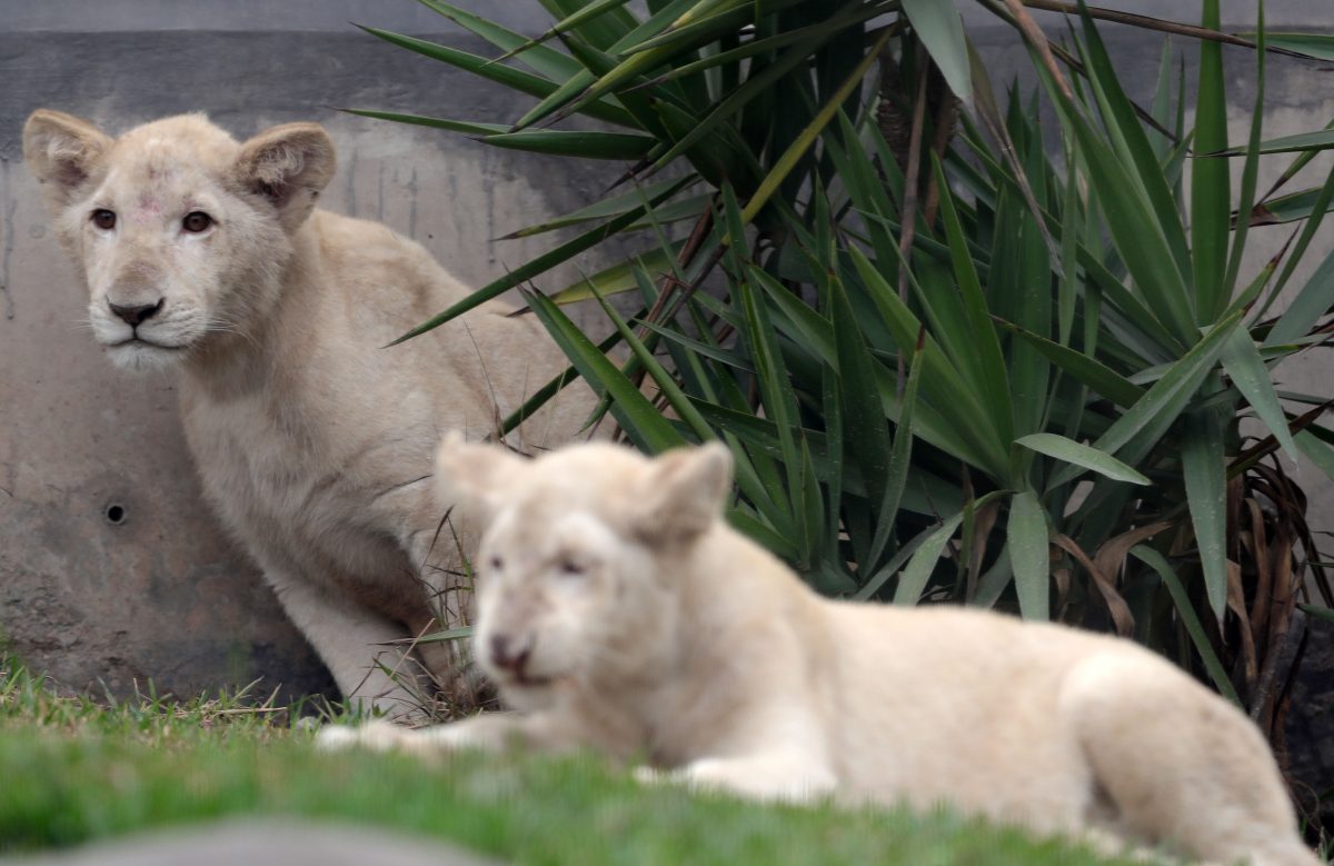 Perú leones blancos