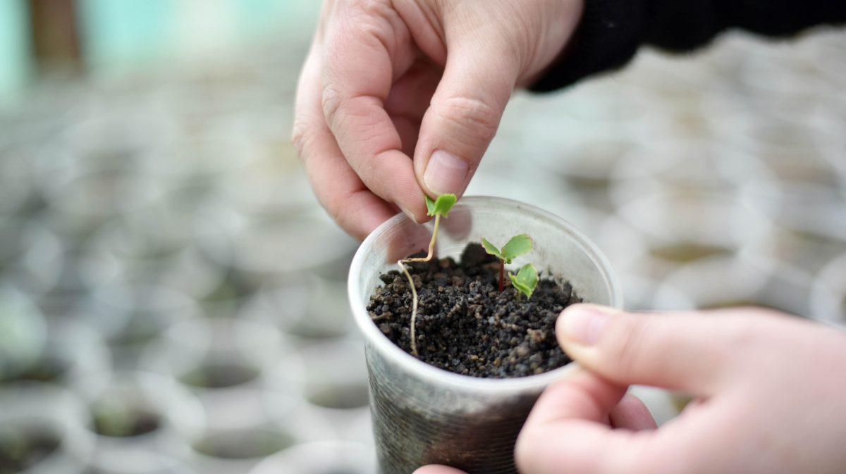 Científica chilena plantas