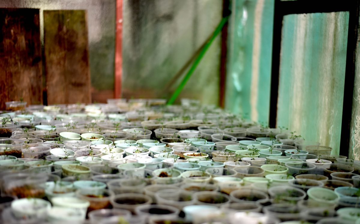 Científica chilena plantas volcanes