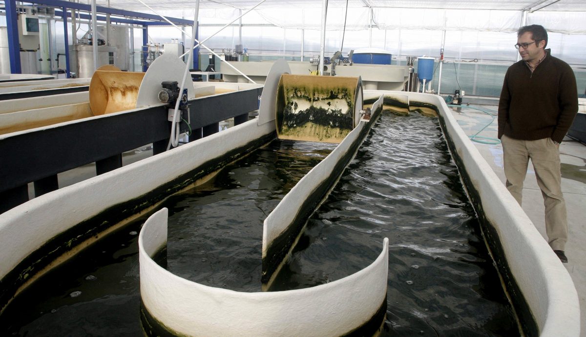 Cultivo de microalgas