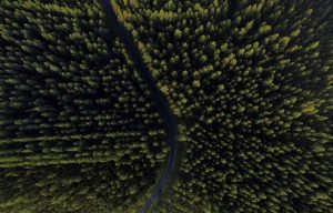 Metáfora del desierto verde