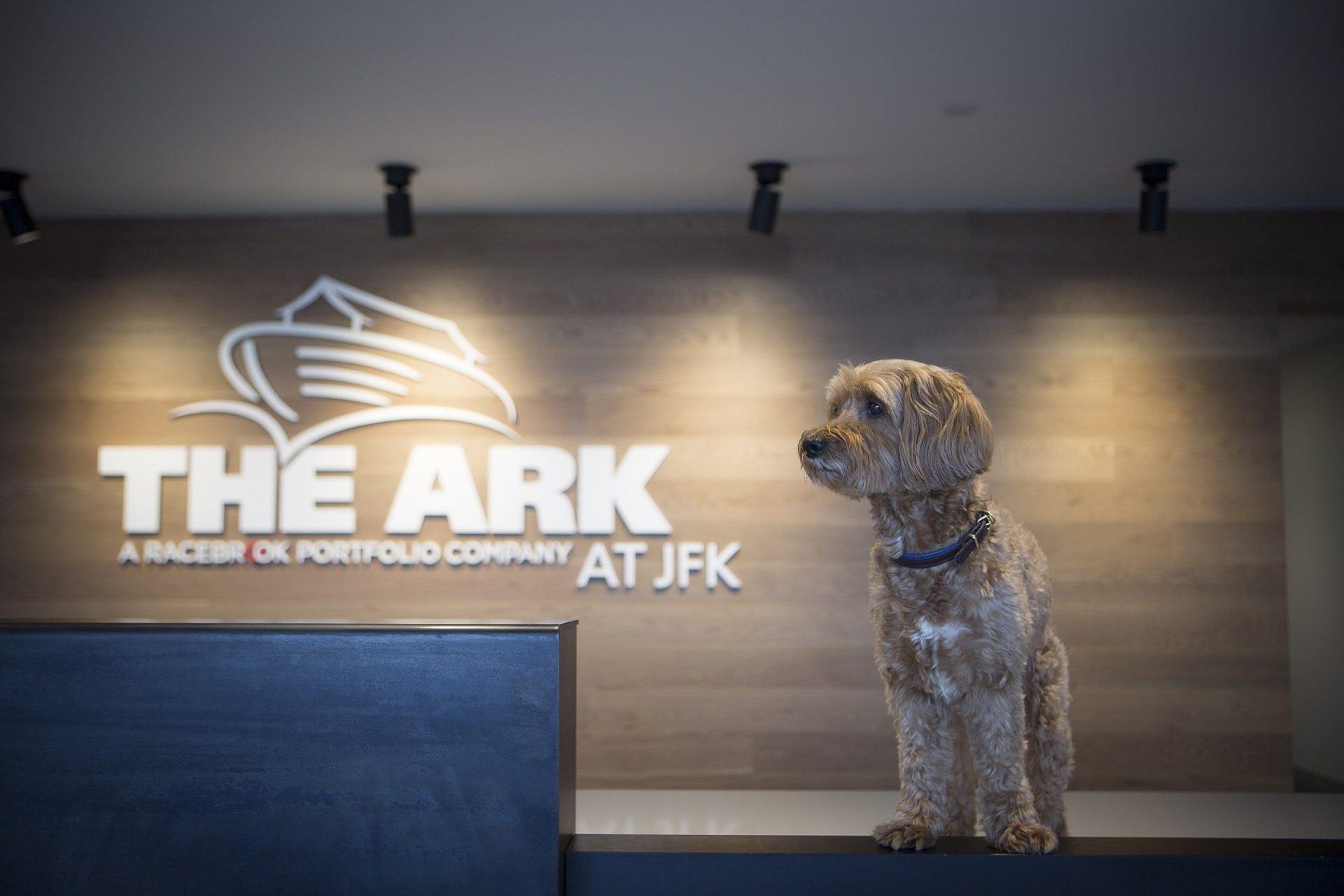 Foto donde aparece un perro posa frente al logo de la empresa "The Ark at JFK".EFE/Cornell University
