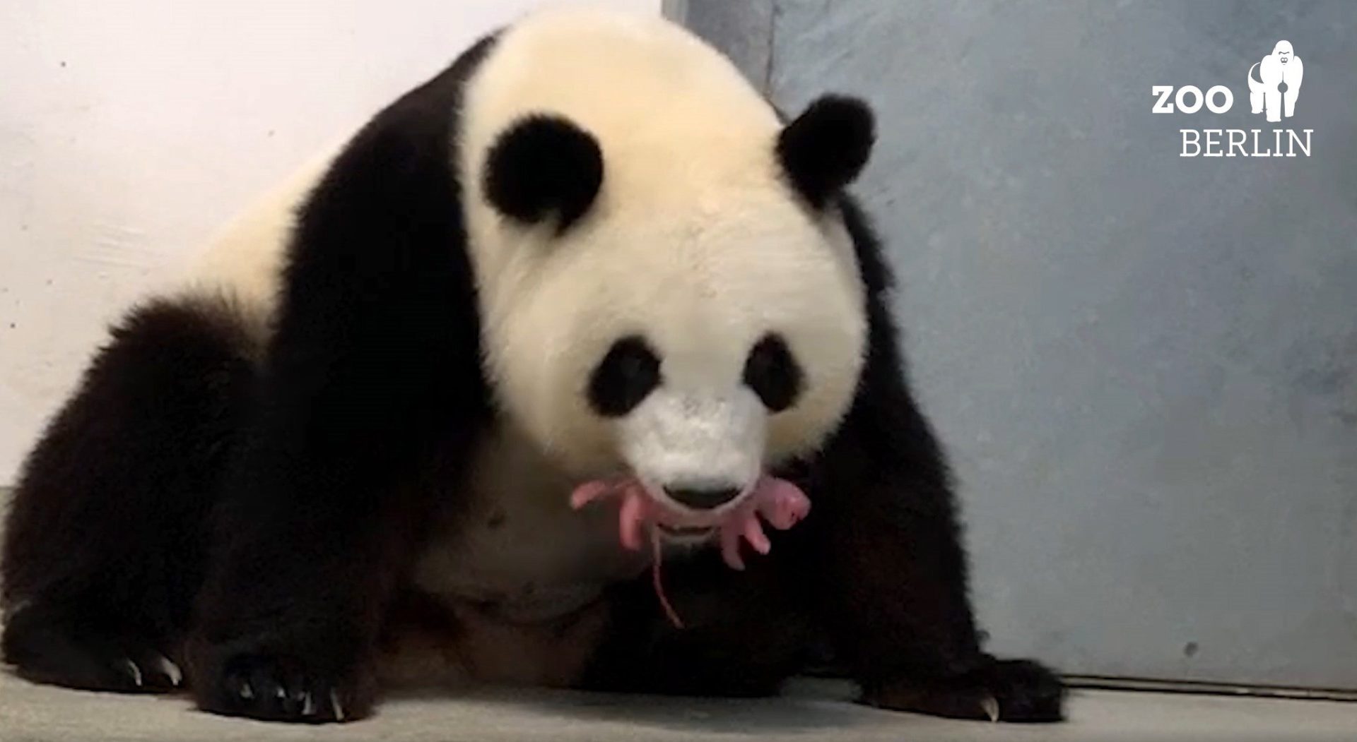 Panda Meng Meng gives birth to twins in Berlin