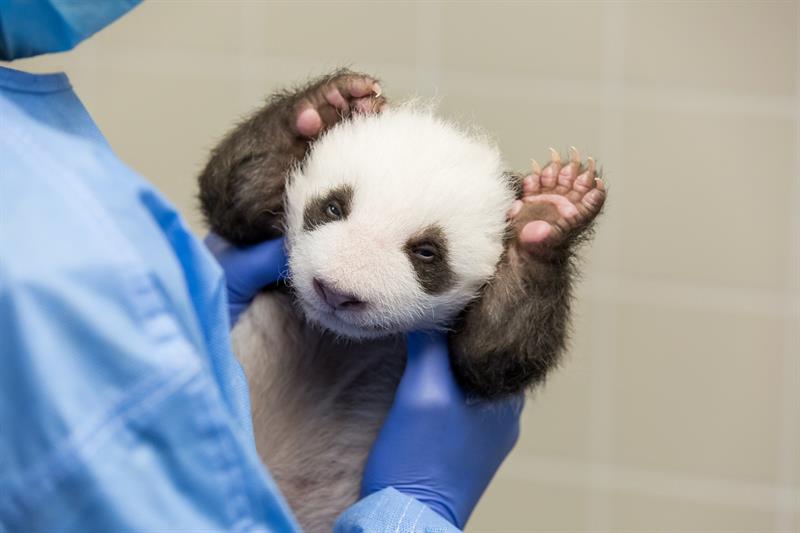 A handout picture made available by Berlin Zoo shows one of two Panda cubs in Berlin, Germany, 17 October 2019 (issued 18 October 2019). Two baby pandas were born by mother Meng Meng on 31 August 2019 at the Berlin Zoo. The cubs are the first Pandas to be born in Germany. (Alemania)