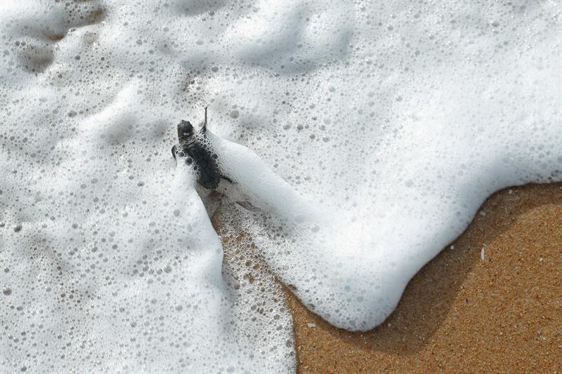 tortugas devueltas al mar