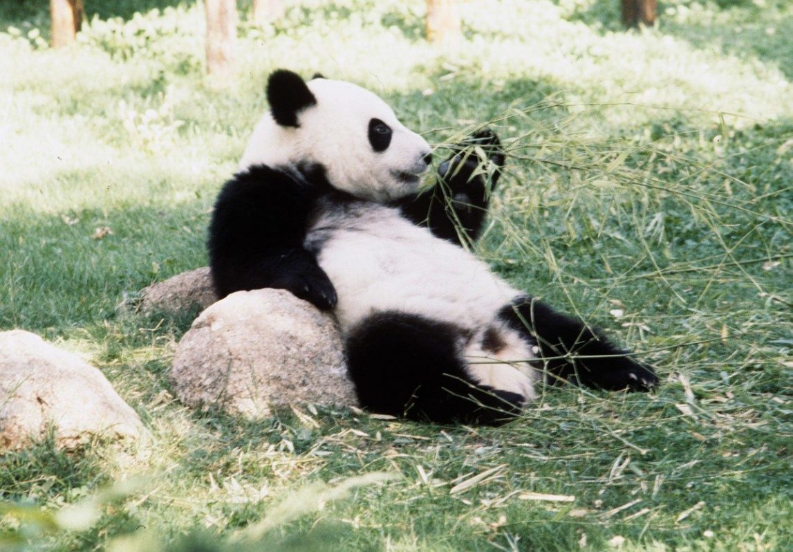 Fotografía de archivo del panda Chu-Lin en el zoo de Madrid. EFE/aa