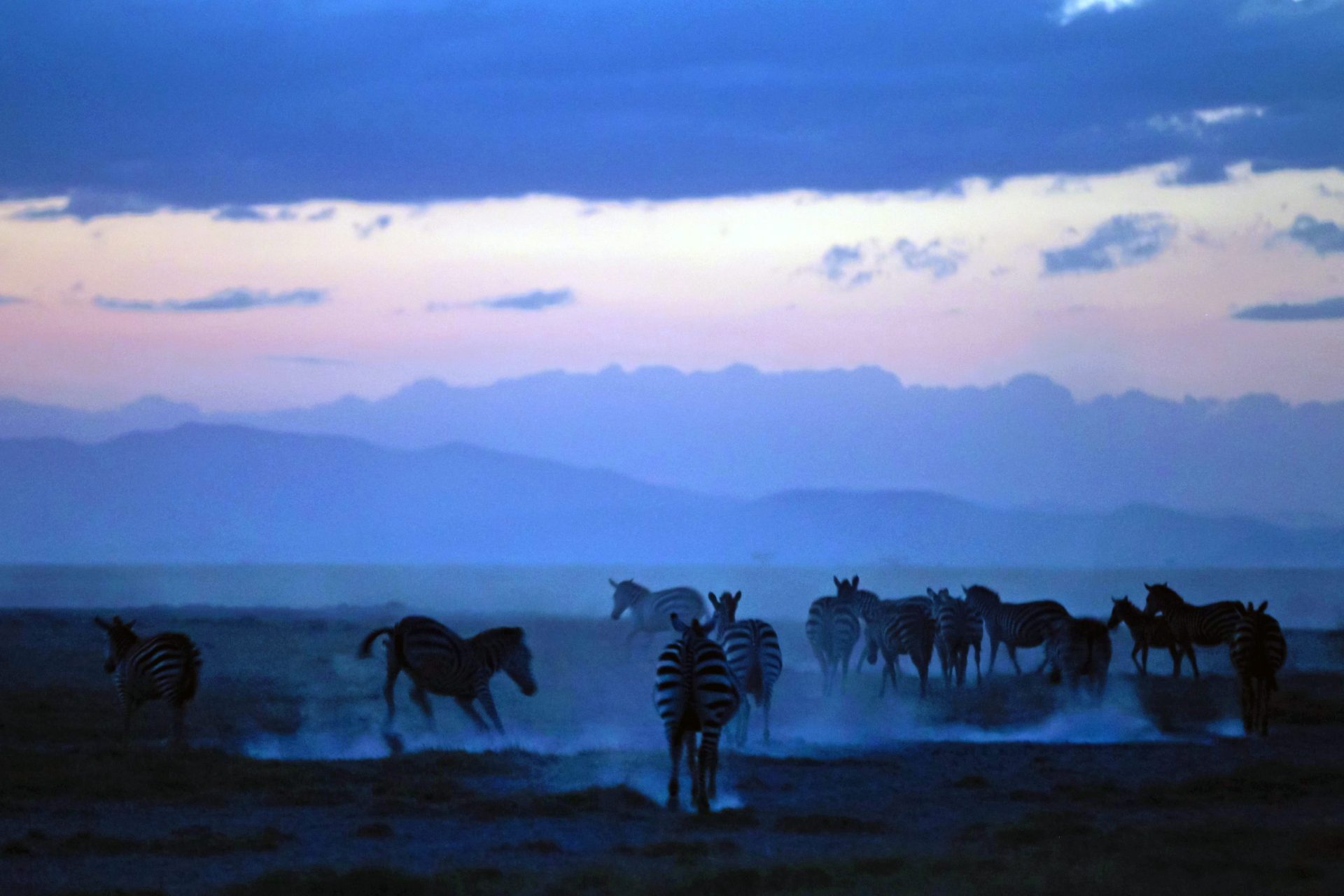 CENSO DE ANIMALES SALVAJES EN KENIA Y TANZANIA