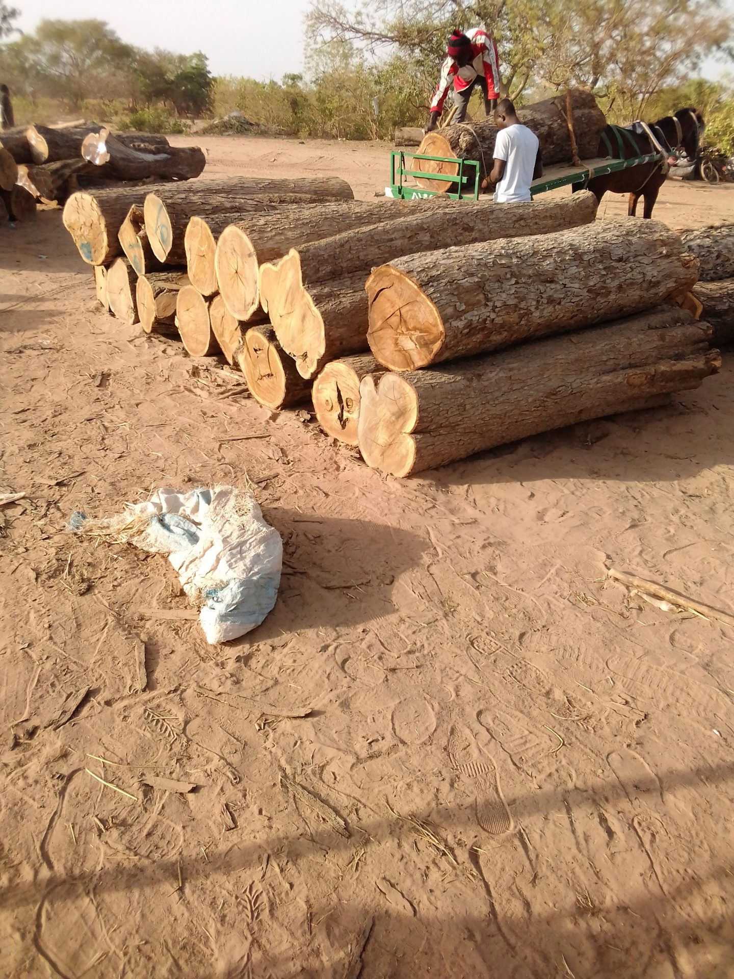 tala ilegal madera bosques